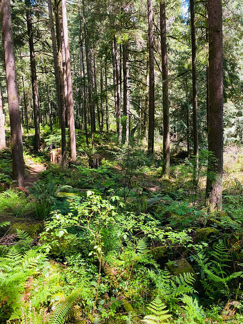 Future goals healing forest.jpg