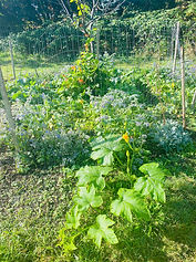 Beaufort pop up garden.jpg