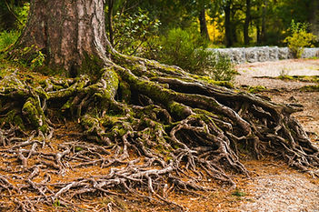 Roots