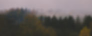 Foggy forrest in Czech Republic_edited_edited.jpg