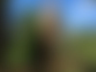 AKTUELL: BLITZ IN MAMMUTBAUM