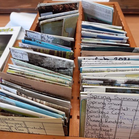 Hikurangi Seed Library