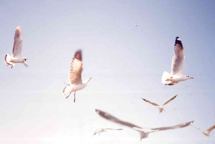 <h2 class="font_2"><strong>海鸥与我同行</strong></h2>