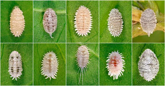 MEALYBUGS: The Dreaded Pest. A Comprehensive Guide to Dealing with Mealybugs on Succulents.