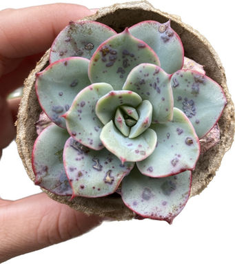 Succulent Edema: Do your succulents have unsightly scars, tears, or bumps? 