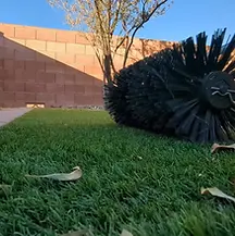 Mechanical brushing in action, restoring turf structure and removing buildup trapped deep in the grass.