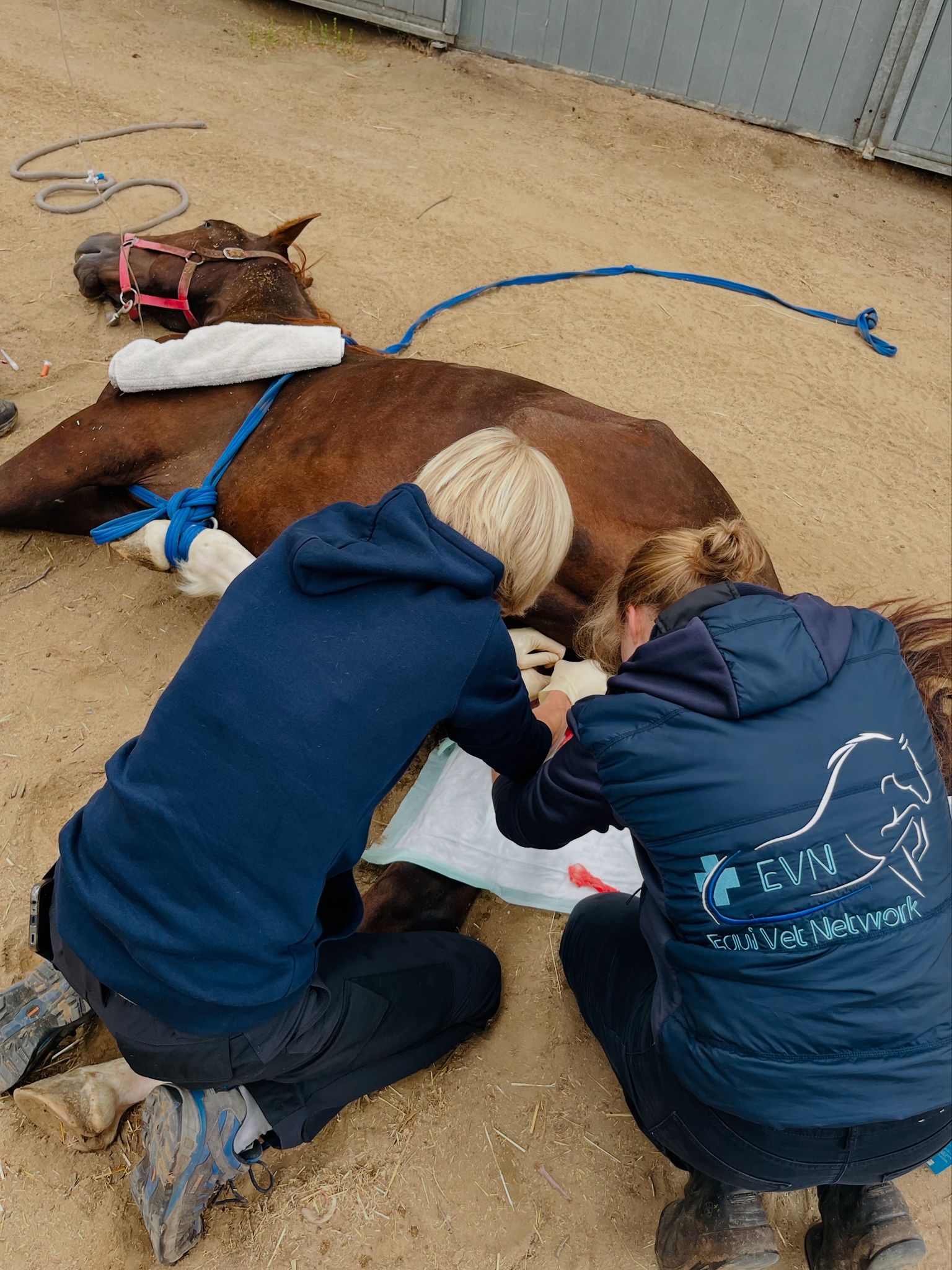 Paardendierenartsen Eileen Geerinckx en Kelly Deneut voeren een castratie uit – Equi Vet Network Laarne