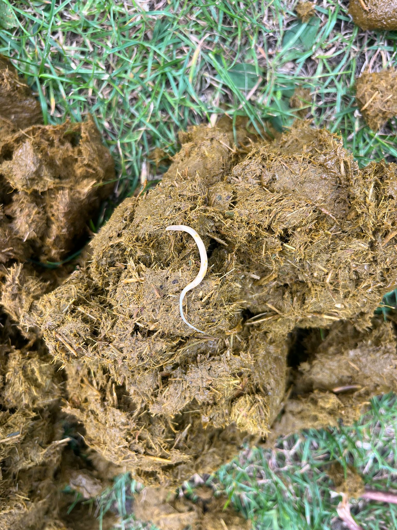Voorbeeld van worm in paardenmest – Equi Vet Network Laarne voert mestonderzoek en ontwormingsadvies uit