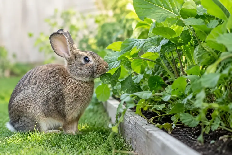 How to Stop Rabbits Eating Plants for Good