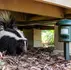 Skunk Repellent for Under Decks That Works