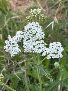 Yarrow BDNAC June 24