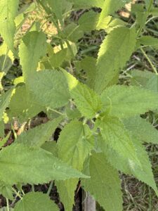 Stinging Nettles BDANC June 24