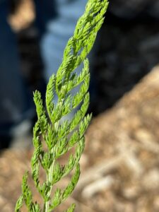 Yarrow BDANC June 24