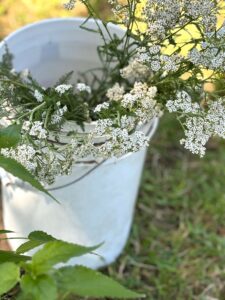 Yarrow BDANC June 24