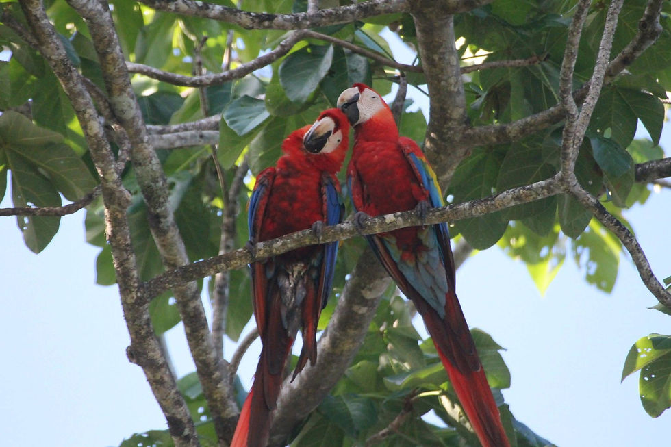 scarlet macaws at casa arenosa in costa rica