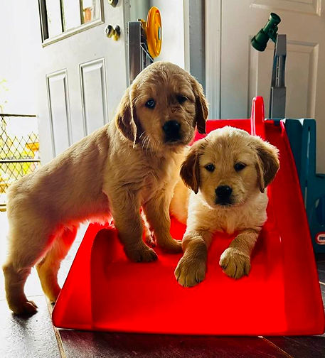 Puppies