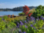 Shoreline planting Bainbridge Island