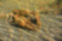 last ned.jpg