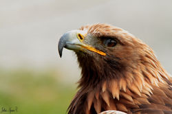 Rapaces_à_Alpha00011.JPG