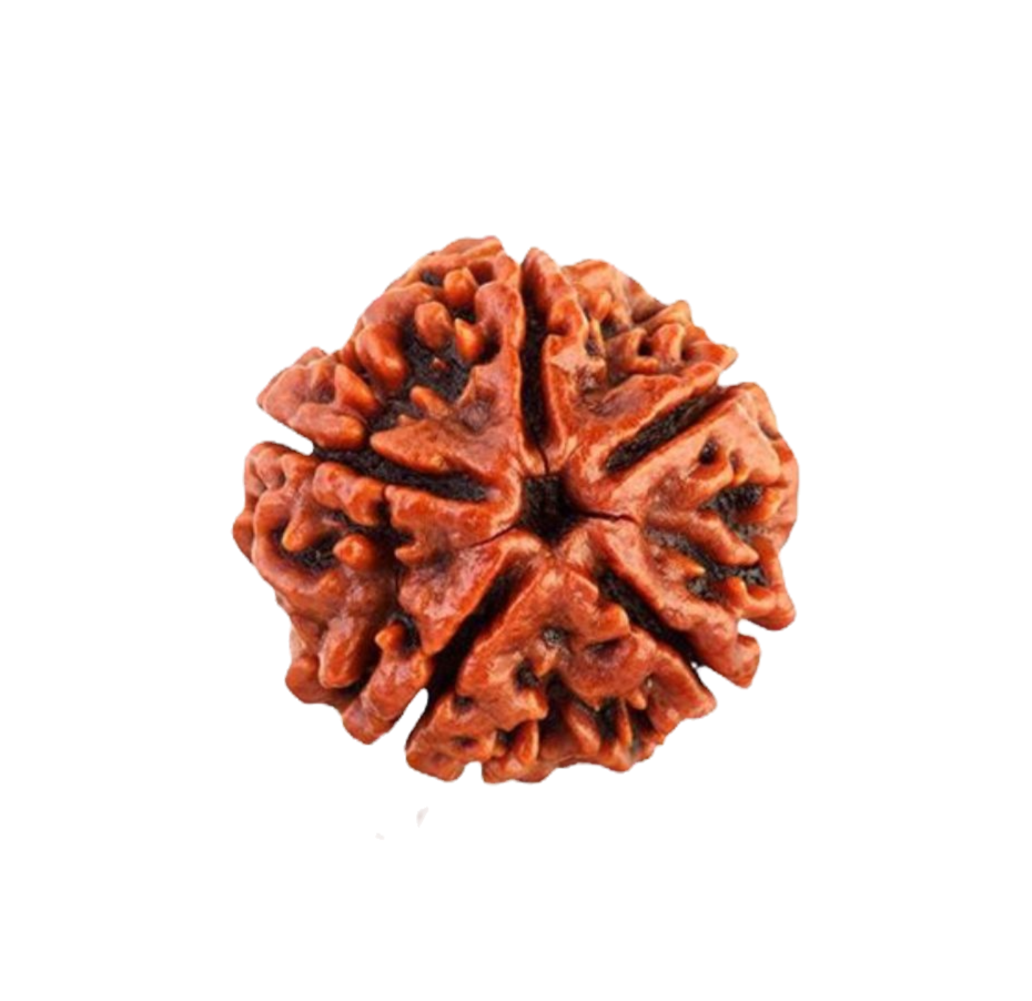 Thumbnail: RUDHRAKSHA 5 EYE