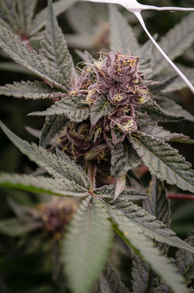 Redbud Roots Medical Marijuana Michigan