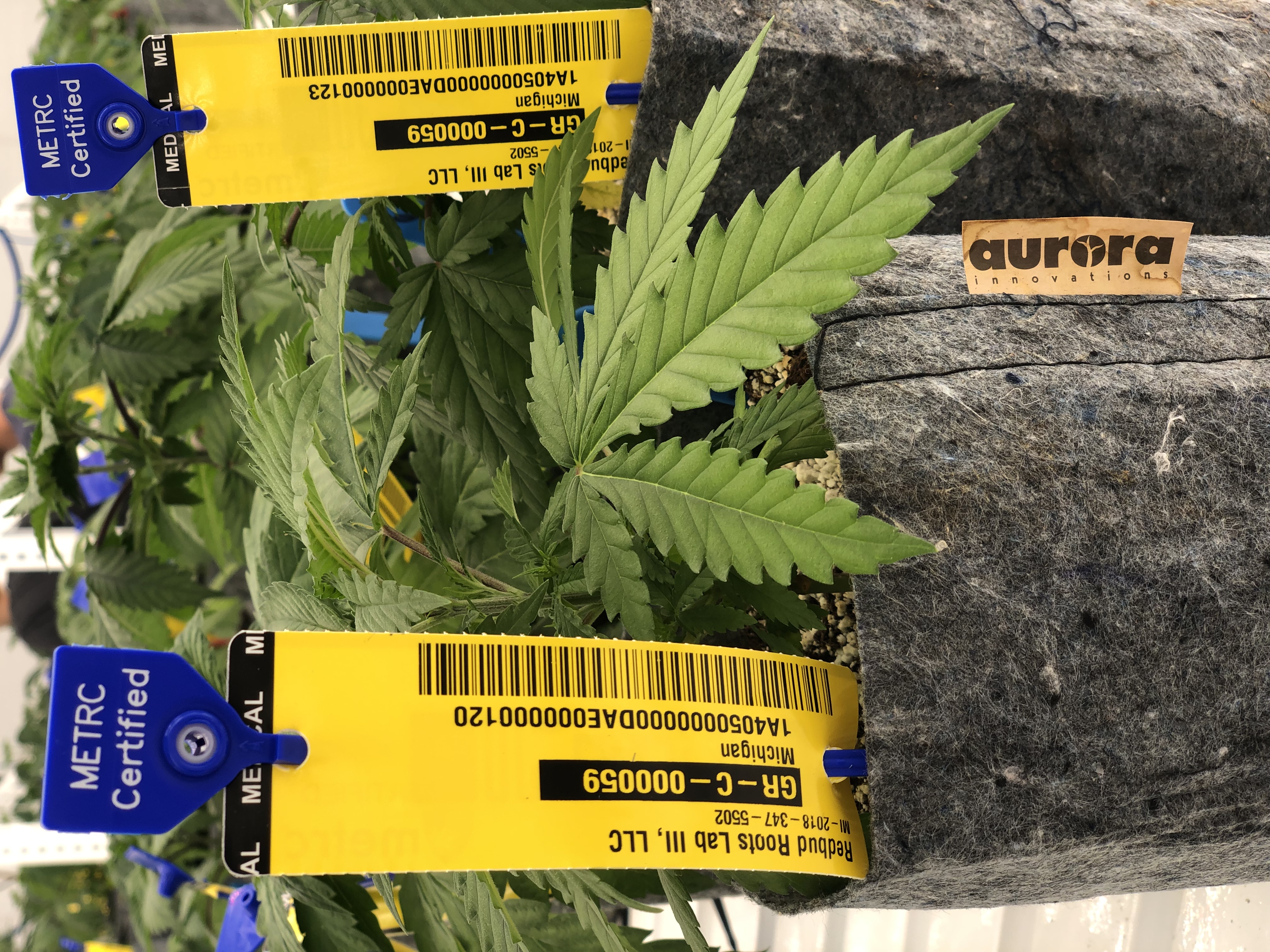 Redbud Roots Medical Marijuana Michigan