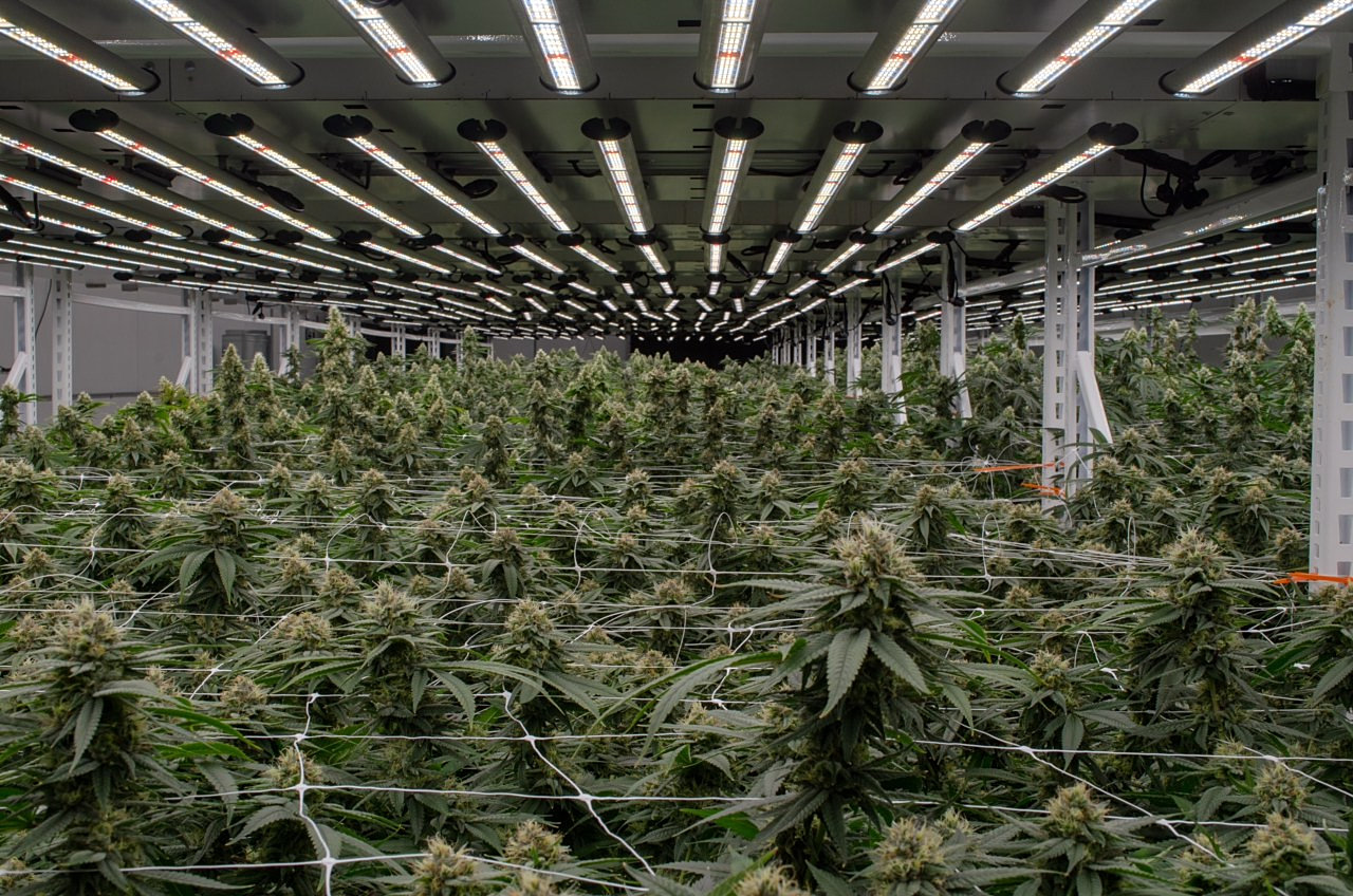 Redbud Roots Medical Marijuana Michigan