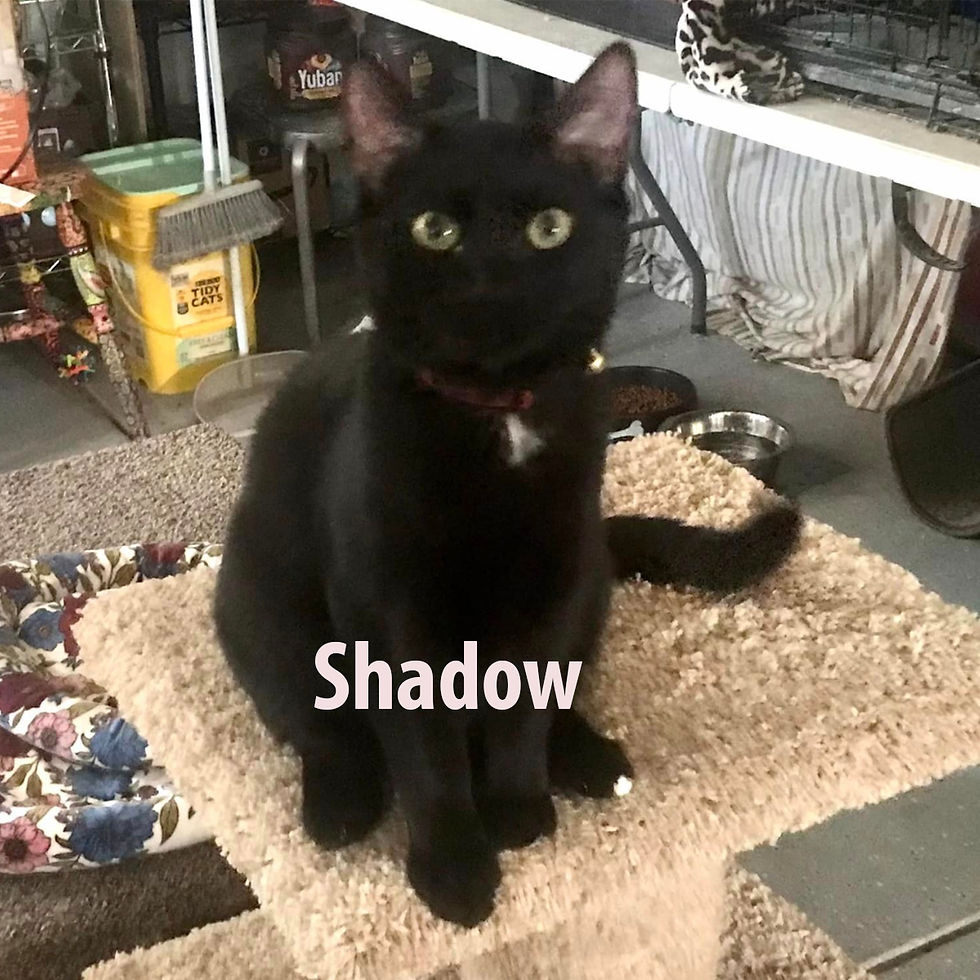 Animal shelter black cat