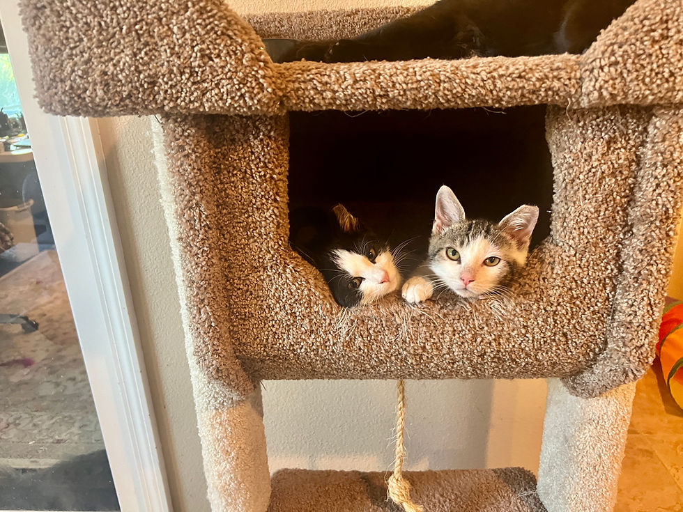 Why You Should Adopt Two Kittens Instead of One