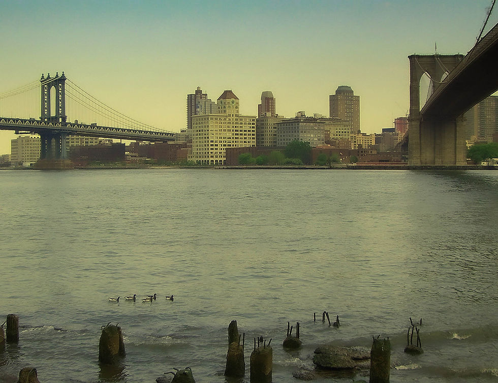 Quiet late afternoon, with 5 ducks near the Manhattan shore, New York, NY