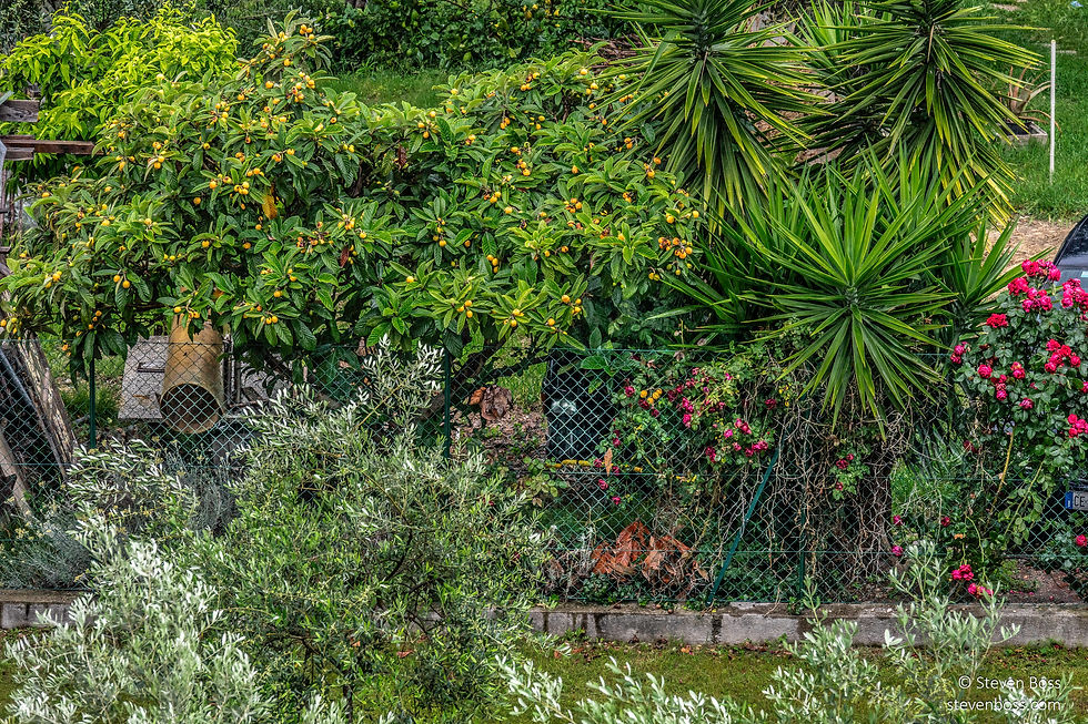 Shrubs with loquat fruit in the backyard, Malcesine