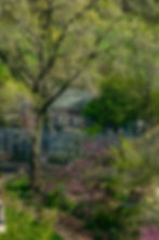 A springtime dog walker in Carl Schurz Park & an outbuilding of Gracie Mansion beyond the wood fence, New York, NY