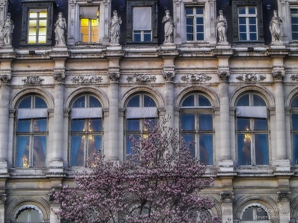 Hôtel de Ville - looking through the windows #3 - behind a blooming magnolia tree, Paris, France
