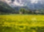 The little church of Baselgia Sogn Mang behind the yellow rapeseed fields (with Pfarrei Mariä Himmelfahrt Bonaduz behind the trees on the right) - from the window of the Bernina Express, Bonaduz, Switzerland