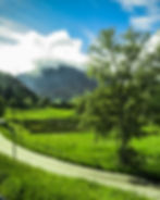 A country road, a birch tree & a farmer's field outside of town with a snow-capped mountain beyond - from the window of the Bernina Express, Tiefencastel, Switzerland