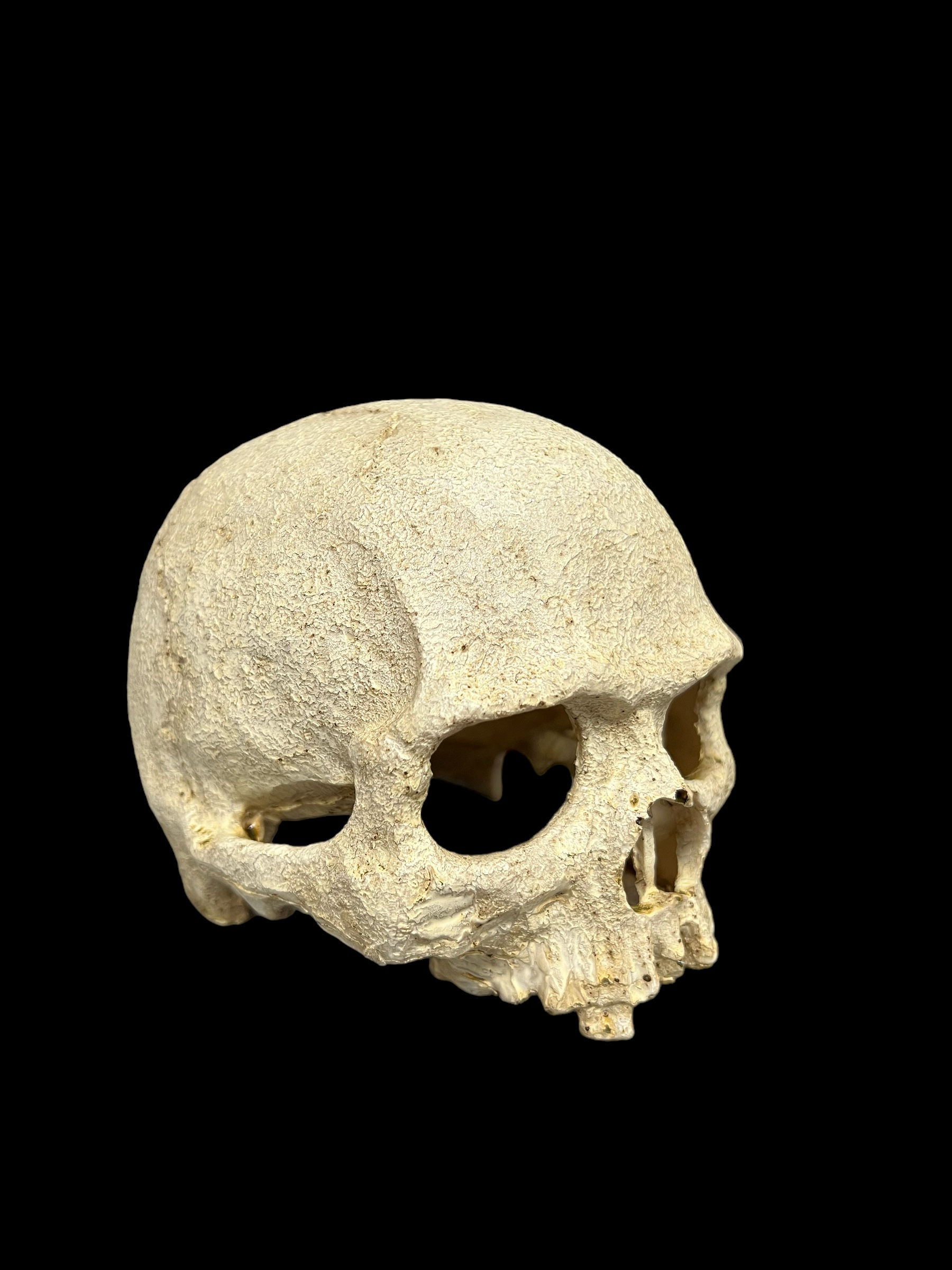 Replica Primate Cranium
