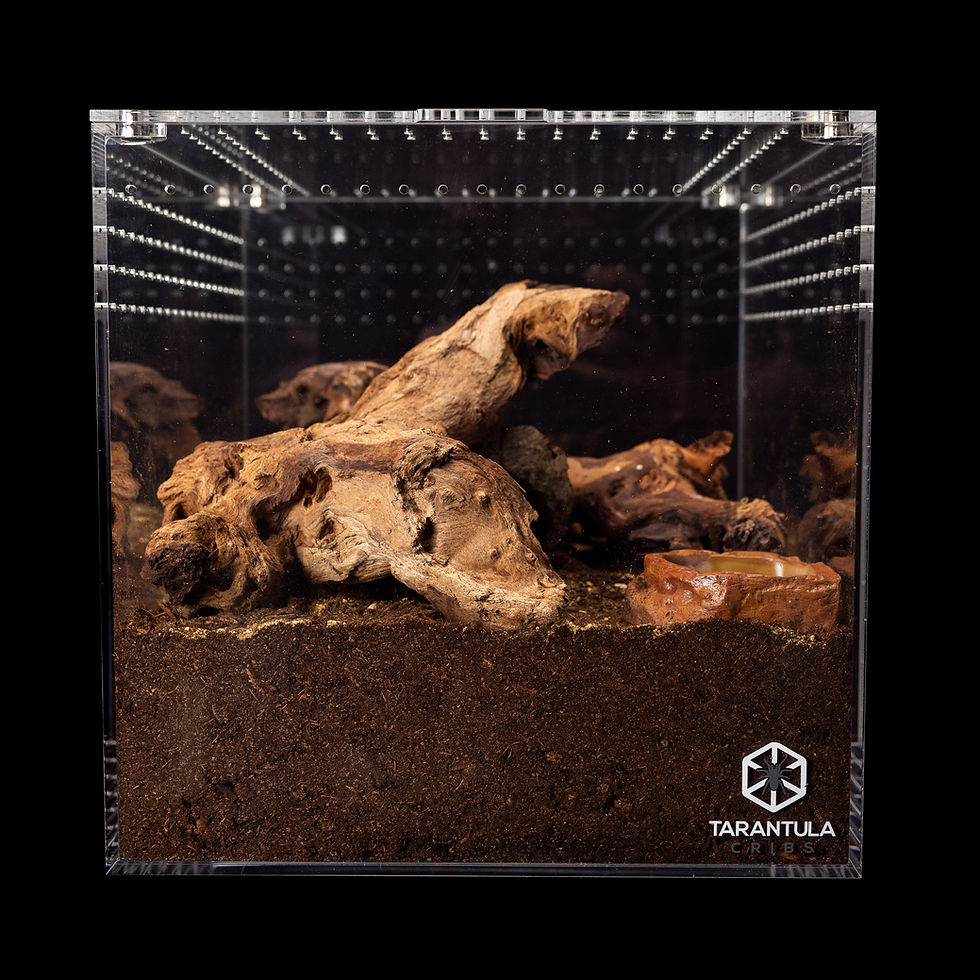 Fossorial Enclosures Tarantula Cribs
