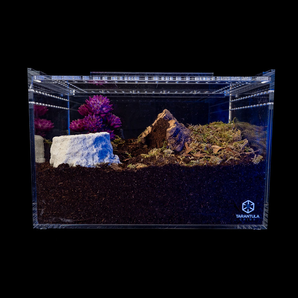 Thumbnail: Large Slider Crib- Clear Bottom