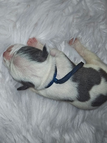 Olde English Bulldogge Puppy Male Austin, Tx