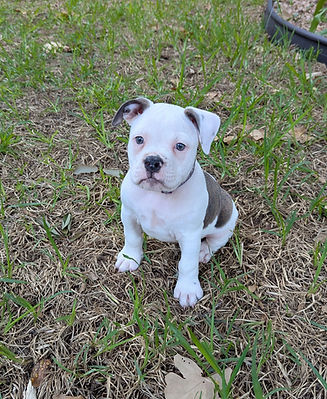 Available Olde English Bullie Puppy