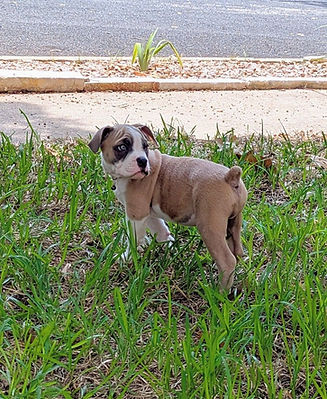 Available Olde English Bullie Puppy