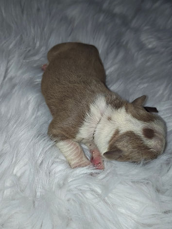 Olde English Bulldogge Puppy Female Austin, Tx