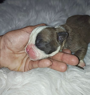 Available Olde English Bullie Puppy