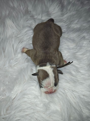 Olde English Bulldogge Puppy Male Austin, Tx