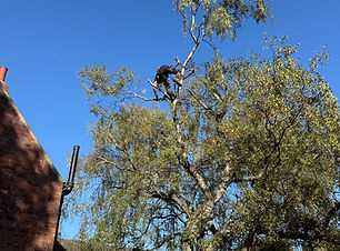 IMG_4525.jpeg