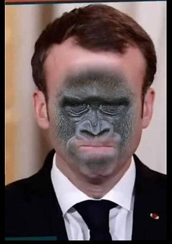 VARIOLE DU SINGE.jpg