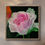Thumbnail: Chère – Original pink rose acrylic painting on 18x18 canvas