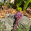 Thumbnail: Pink Poppy
