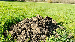 Mole Catcher Leicestershire