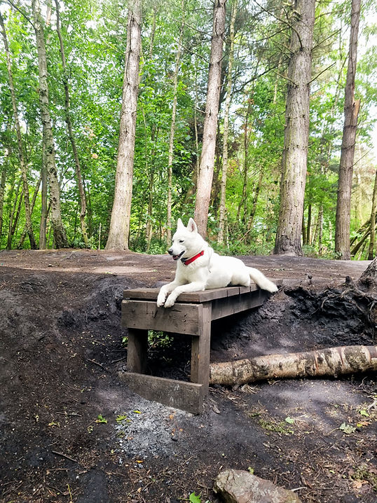 Annie my role model dog. On a down command, perched on some wood